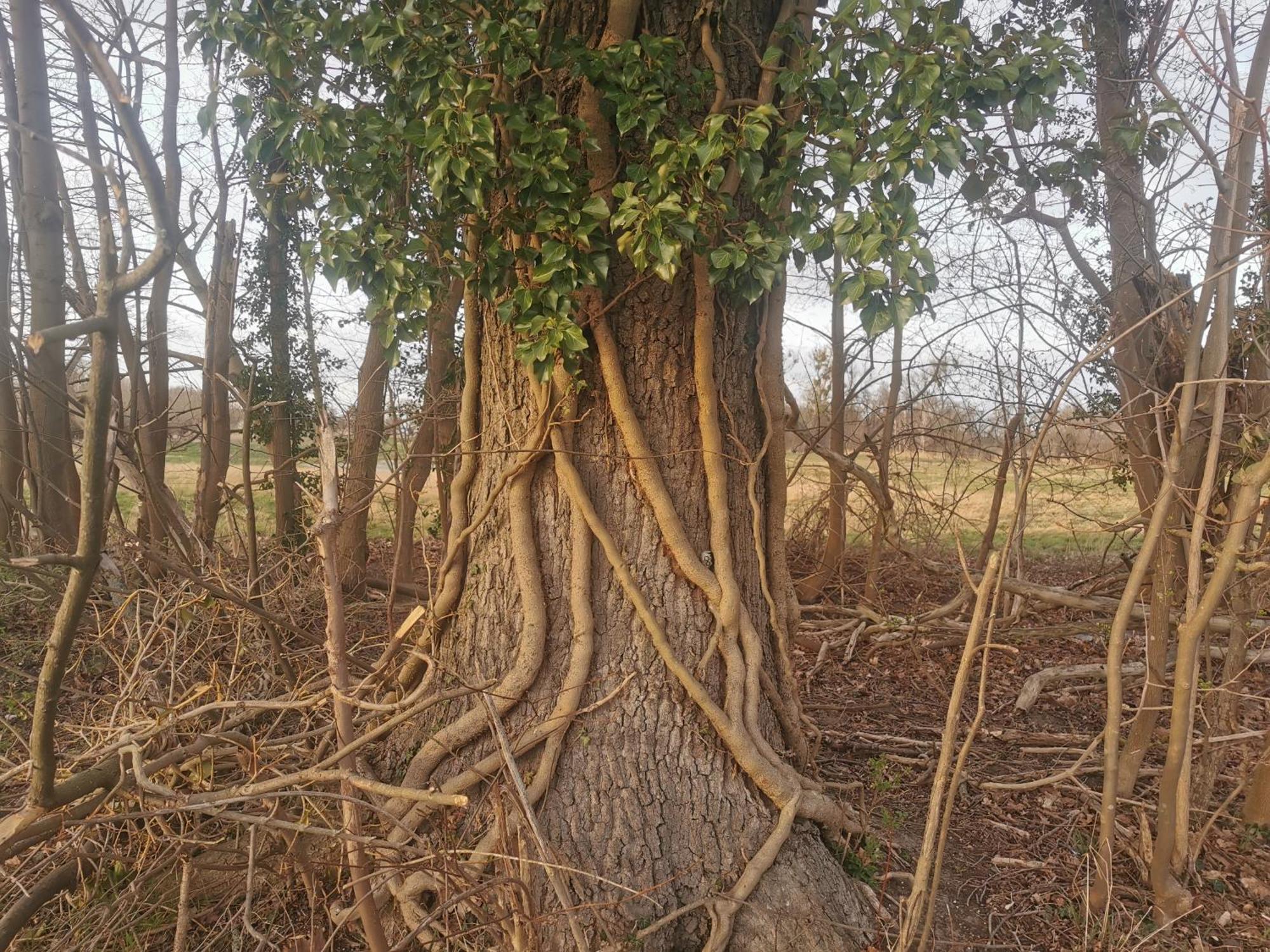 Landhaus Arcadia In Paretz 凯钦 外观 照片